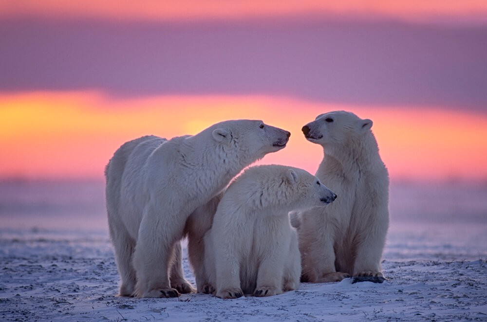 Арктика (ширина: 4000 мм, высота: 2800 мм, количество полос: 4)