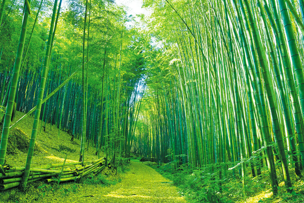 Бамбуковый лес (ширина: 4000 мм, высота: 2800 мм, количество полос: 4)