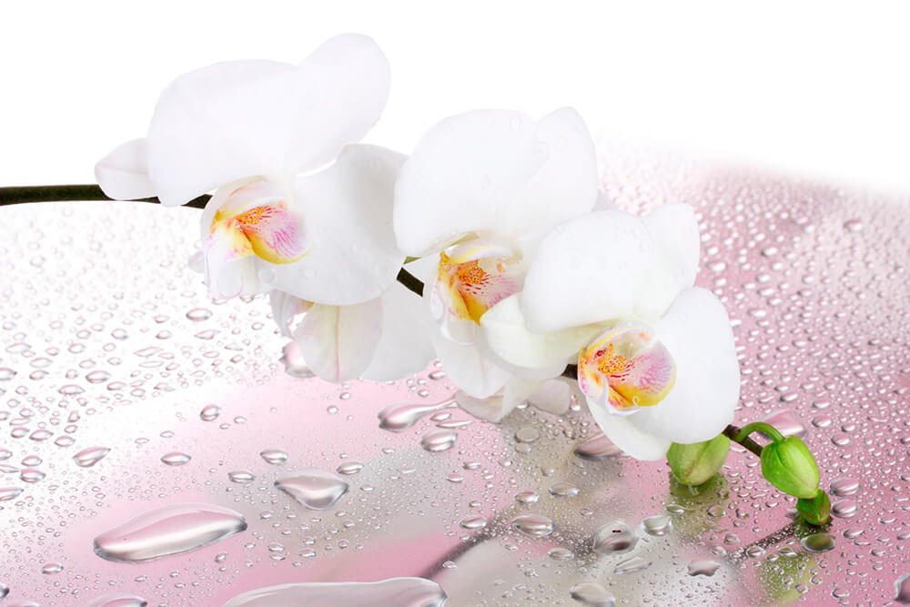 Белая орхидея (ширина: 4000 мм, высота: 2800 мм, количество полос: 4)