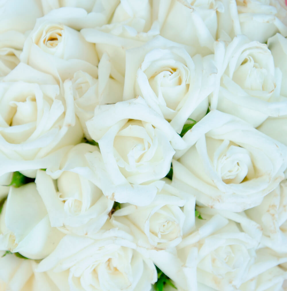 Белые розы (ширина: 3000 мм, высота: 2800 мм, количество полос: 3)