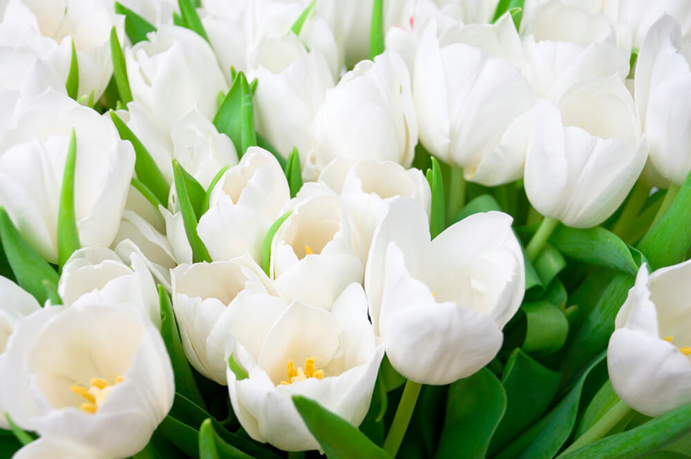 Букет белых тюльпанов (ширина: 4000 мм, высота: 2800 мм, количество полос: 4)