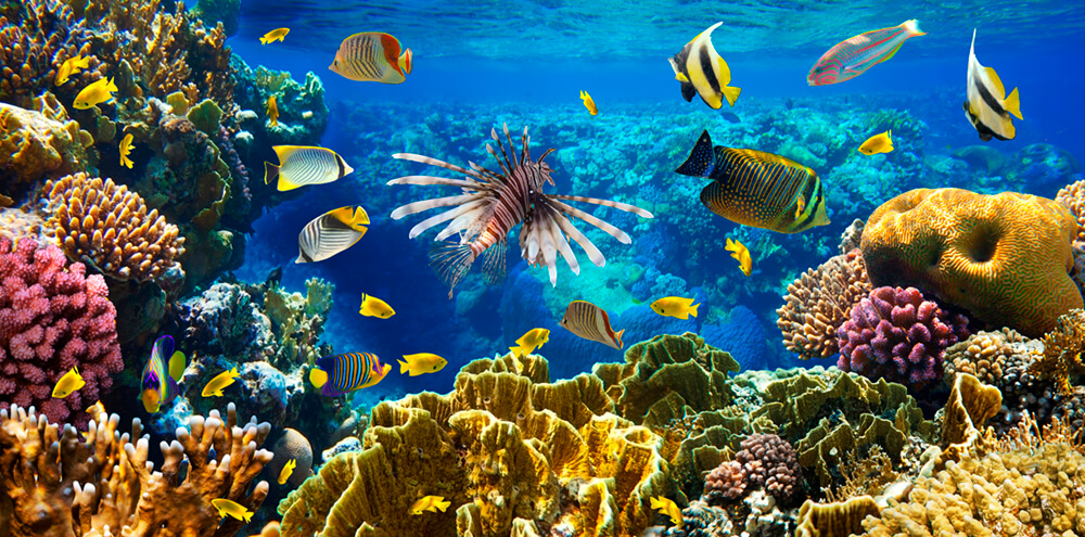 Царство на коралловом рифе 2 (ширина: 3000 мм, высота: 1300 мм, количество полос: 3)