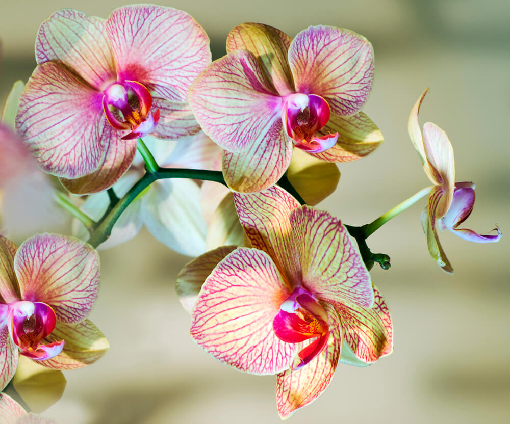 Цветущая орхидея (ширина: 3000 мм, высота: 2800 мм, количество полос: 3)
