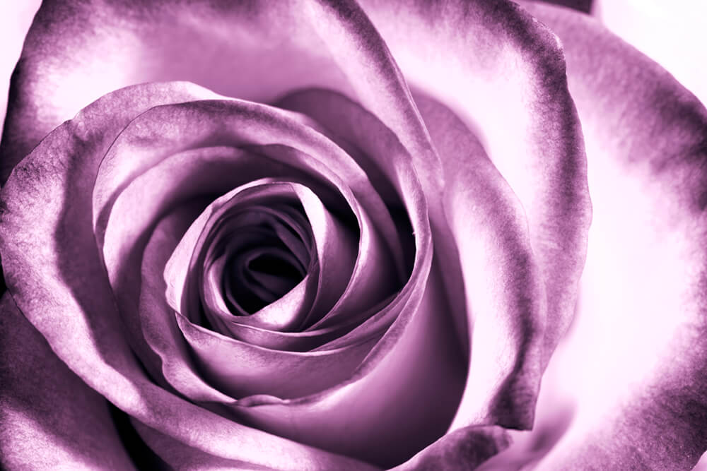 Фиолетовая роза (ширина: 4000 мм, высота: 2800 мм, количество полос: 4)