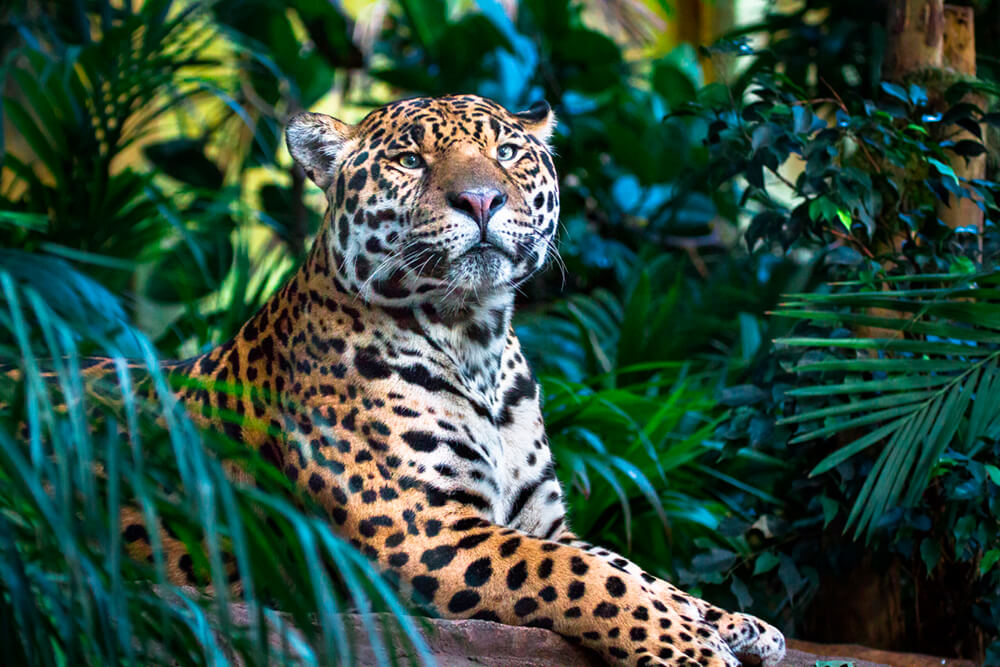 Леопард в джунглях (ширина: 4000 мм, высота: 2800 мм, количество полос: 4)