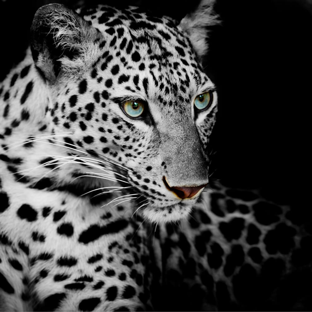 Леопард (ширина: 3000 мм, высота: 2800 мм, количество полос: 3)