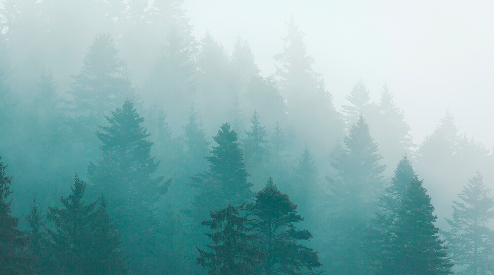 Лес в тумане 2 (ширина: 4000 мм, высота: 2800 мм, количество полос: 4)