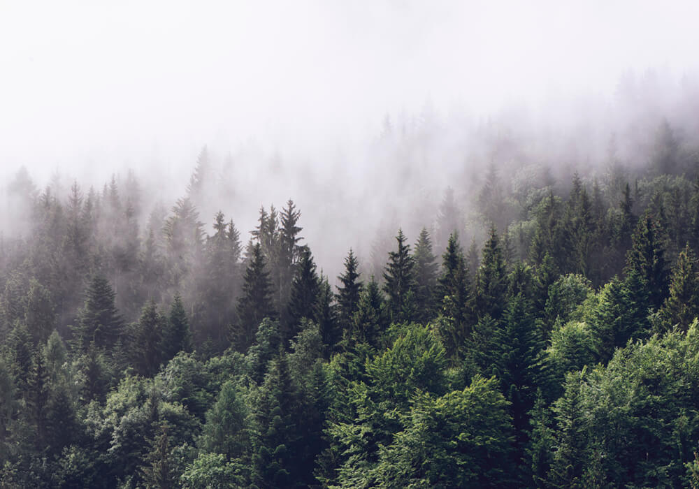 Лес в тумане (ширина: 4000 мм, высота: 2800 мм, количество полос: 4)