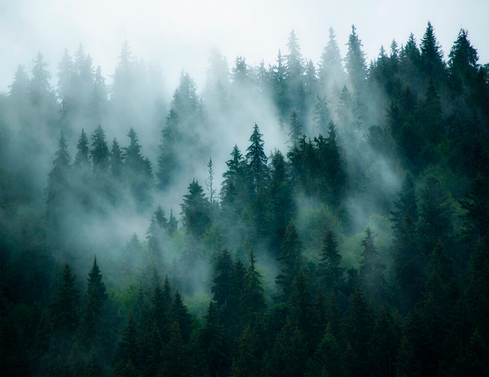 Лесной туман (ширина: 4000 мм, высота: 2800 мм, количество полос: 4)