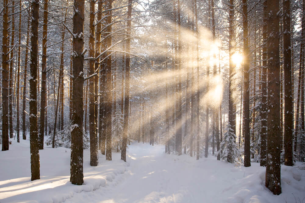 Мороз и солнце (ширина: 4000 мм, высота: 2800 мм, количество полос: 4)