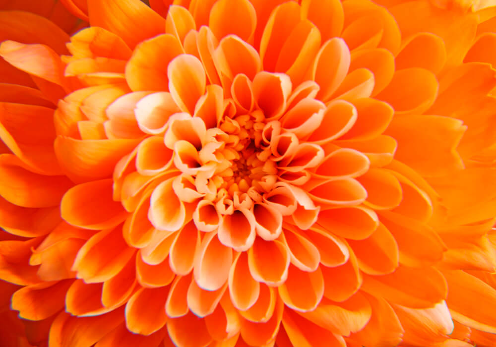 Оранжевый цветок (ширина: 4000 мм, высота: 2800 мм, количество полос: 4)