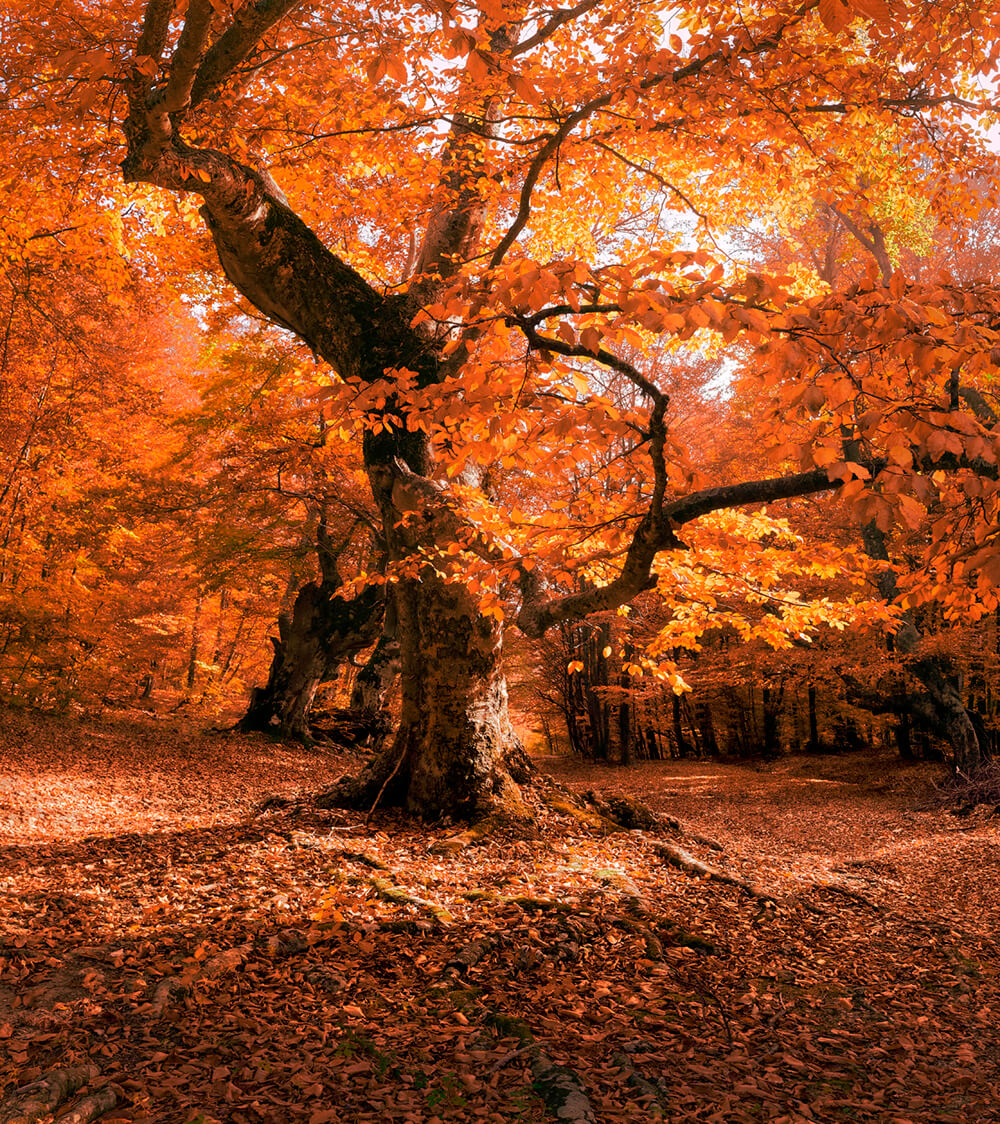 Осень в лесу (ширина: 3000 мм, высота: 2800 мм, количество полос: 3)
