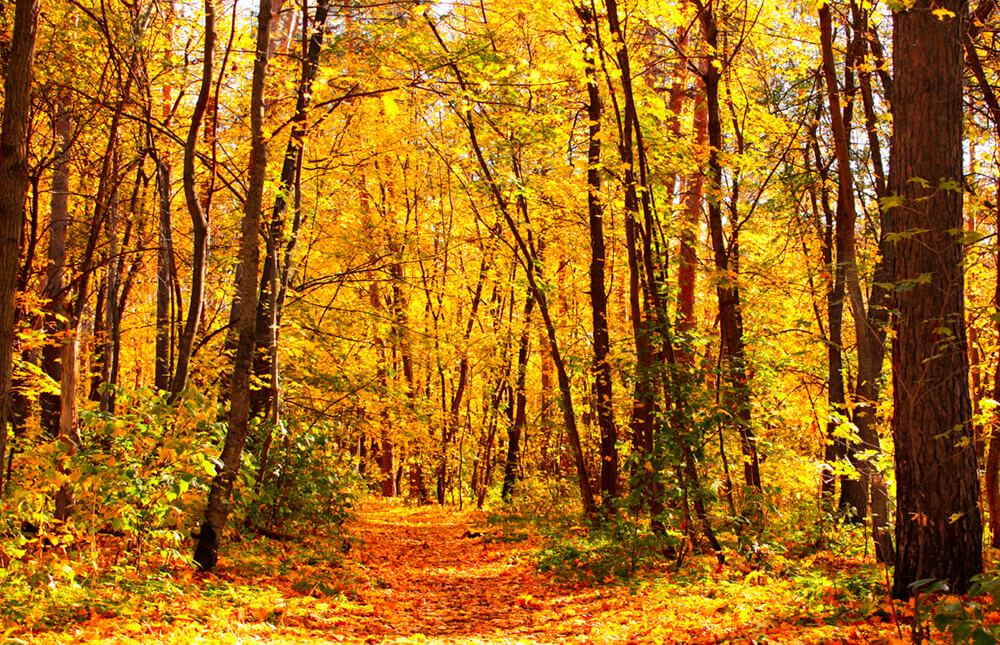 Осенний лес (ширина: 4000 мм, высота: 2800 мм, количество полос: 4)