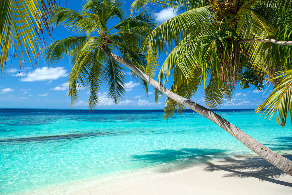 Пальмы-море-пляж (ширина: 4000 мм, высота: 2800 мм, количество полос: 4)