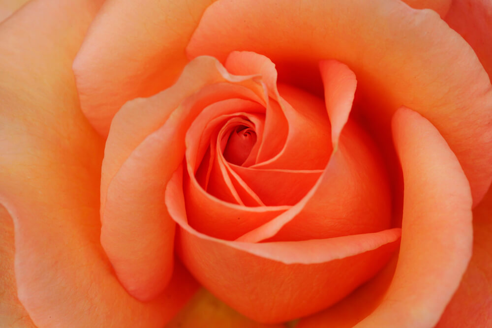 Персиковая роза (ширина: 4000 мм, высота: 2800 мм, количество полос: 4)