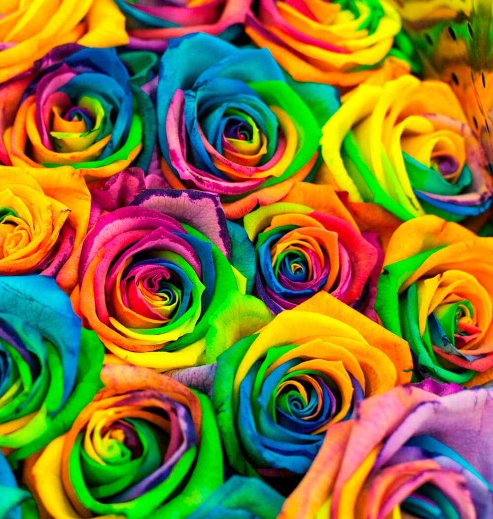 Разноцветные розы (ширина: 3000 мм, высота: 2800 мм, количество полос: 3)