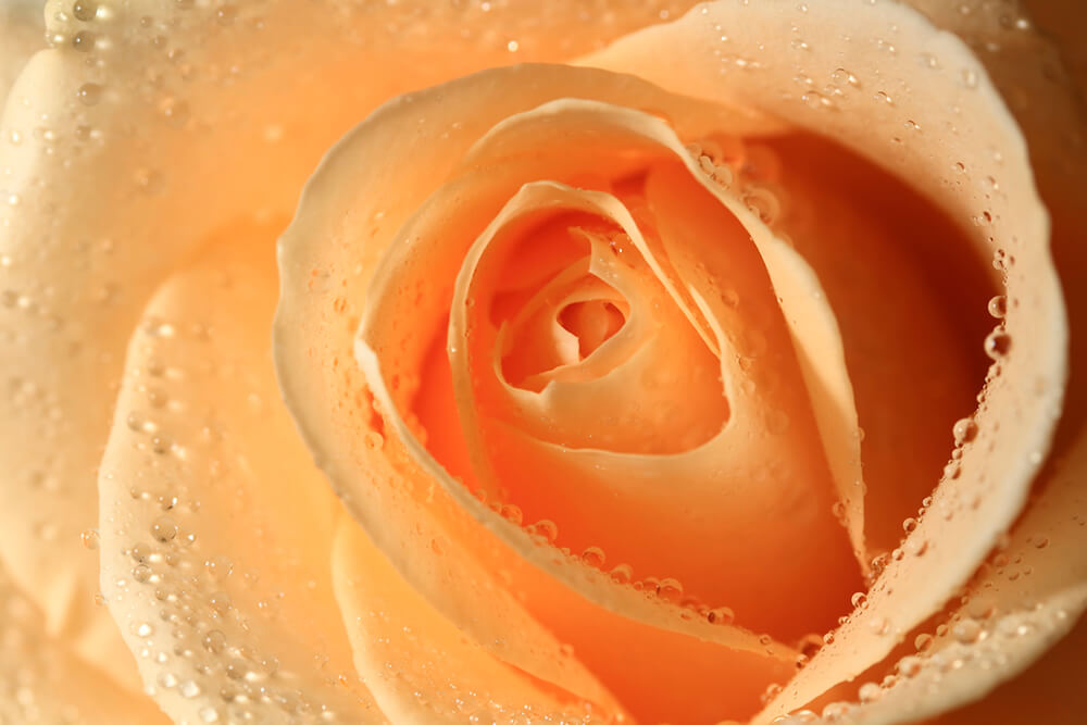 Роза с каплями (ширина: 4000 мм, высота: 2800 мм, количество полос: 4)
