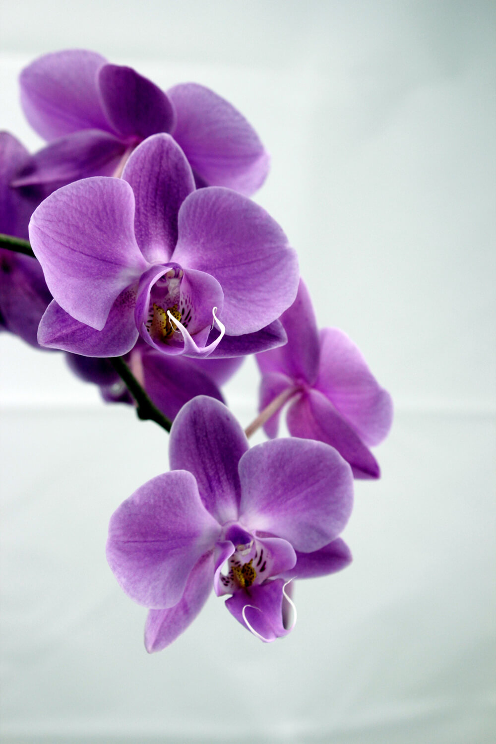 Сиреневая орхидея (ширина: 2000 мм, высота: 2800 мм, количество полос: 2)