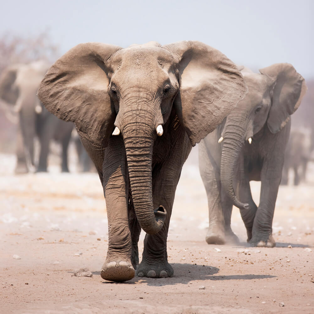 Слоны 2 (ширина: 3000 мм, высота: 2800 мм, количество полос: 3)