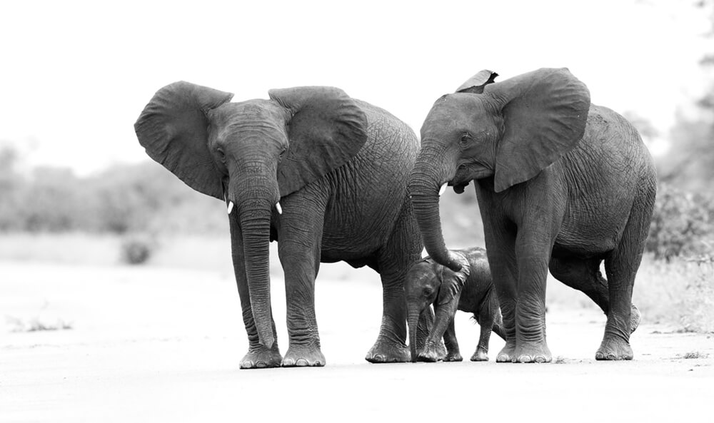 Слоны (ширина: 4000 мм, высота: 2800 мм, количество полос: 4)