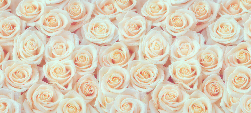 Стена из белых роз (ширина: 3000 мм, высота: 1300 мм, количество полос: 3)