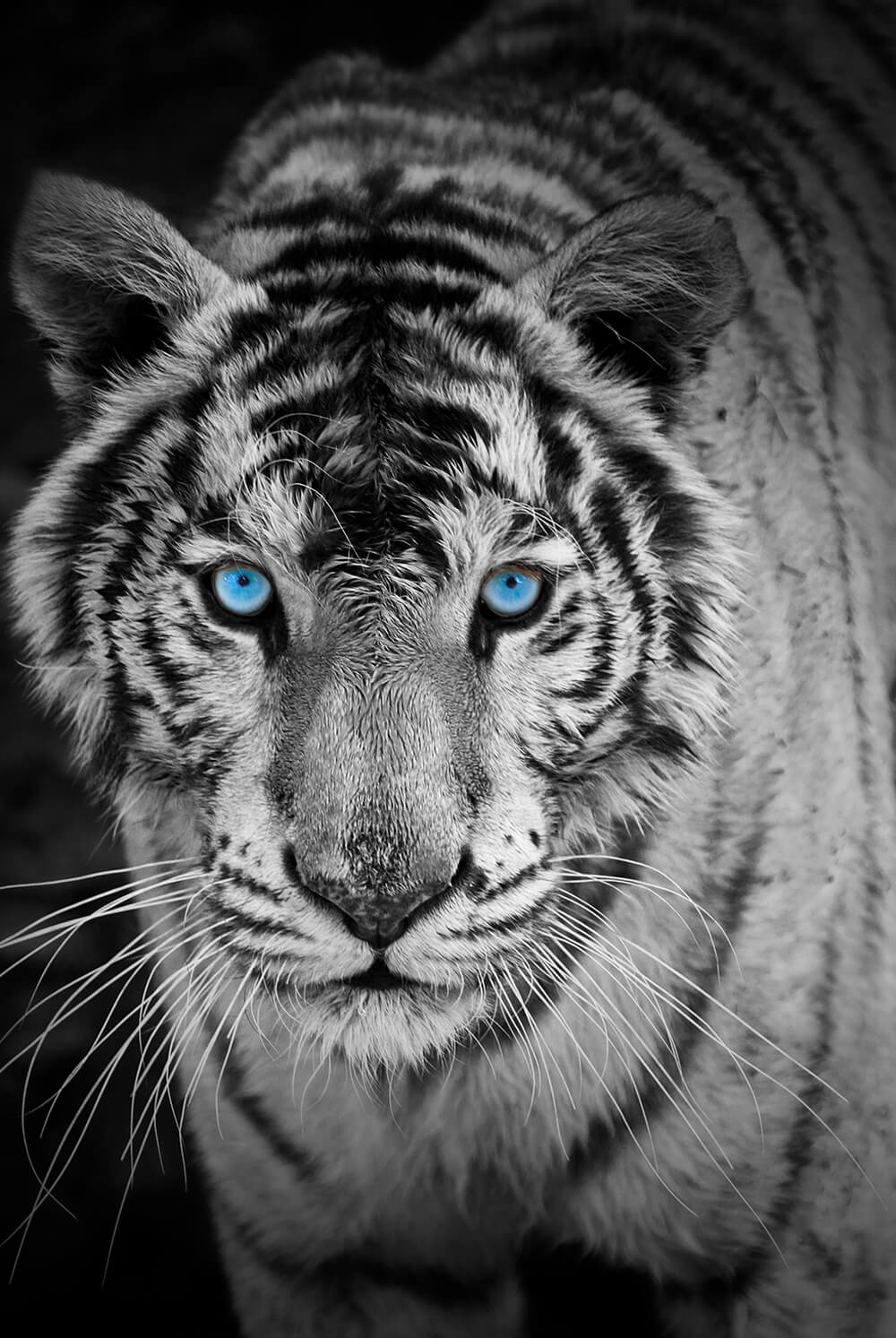 Тигр с холодными глазами (ширина: 2000 мм, высота: 2800 мм, количество полос: 2)