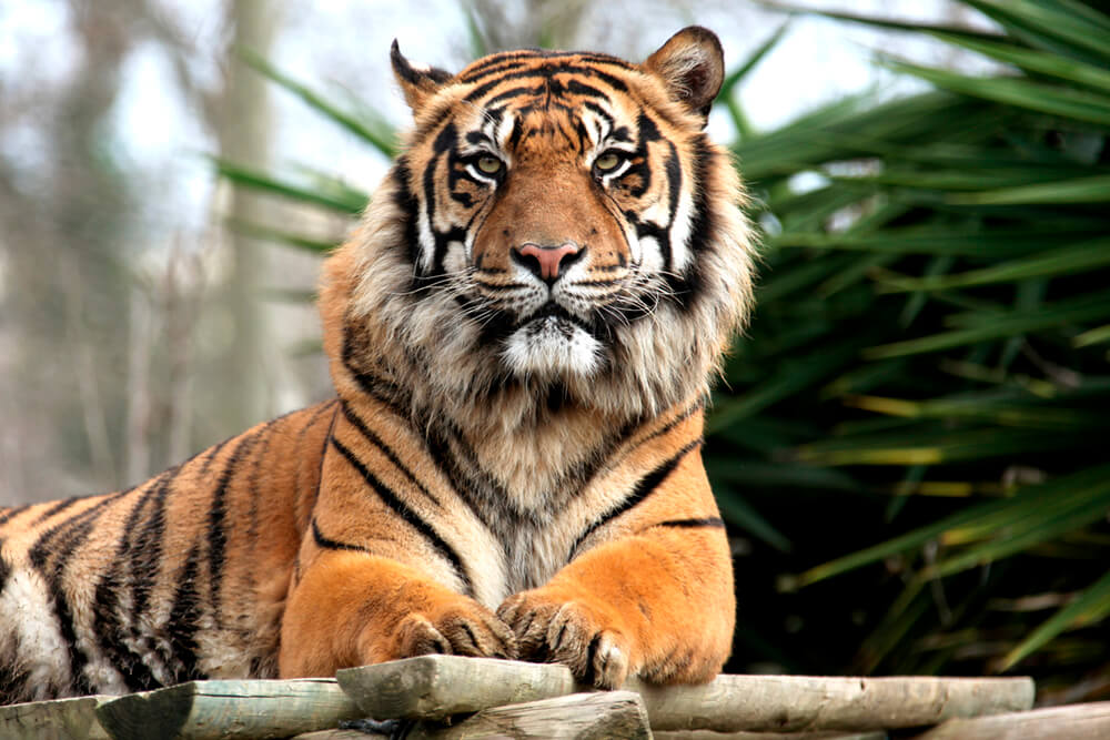 Тигр (ширина: 4000 мм, высота: 2800 мм, количество полос: 4)