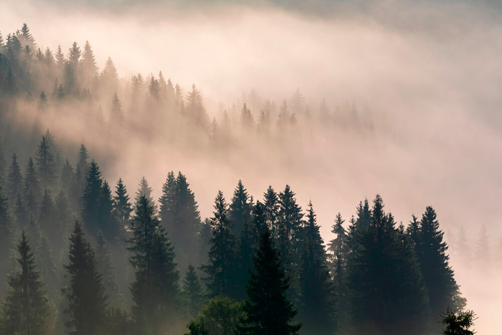 Туман над лесом 2 (ширина: 4000 мм, высота: 2800 мм, количество полос: 4)