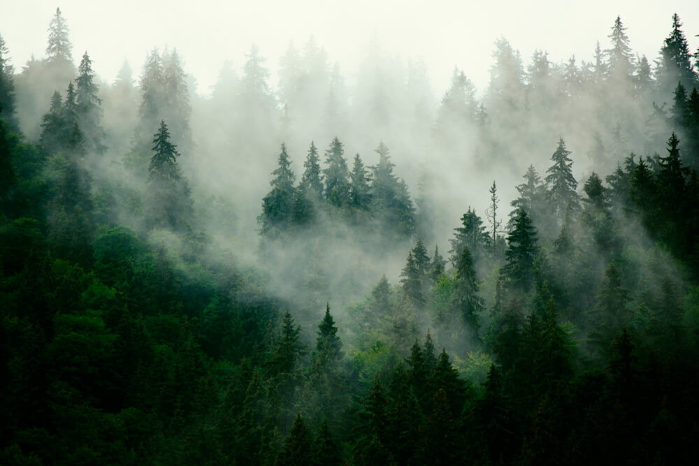 Туман над лесом (ширина: 4000 мм, высота: 2800 мм, количество полос: 4)