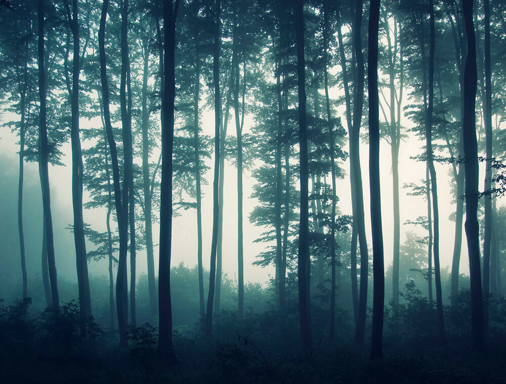 Вечерний туман в лесу (ширина: 4000 мм, высота: 2800 мм, количество полос: 4)