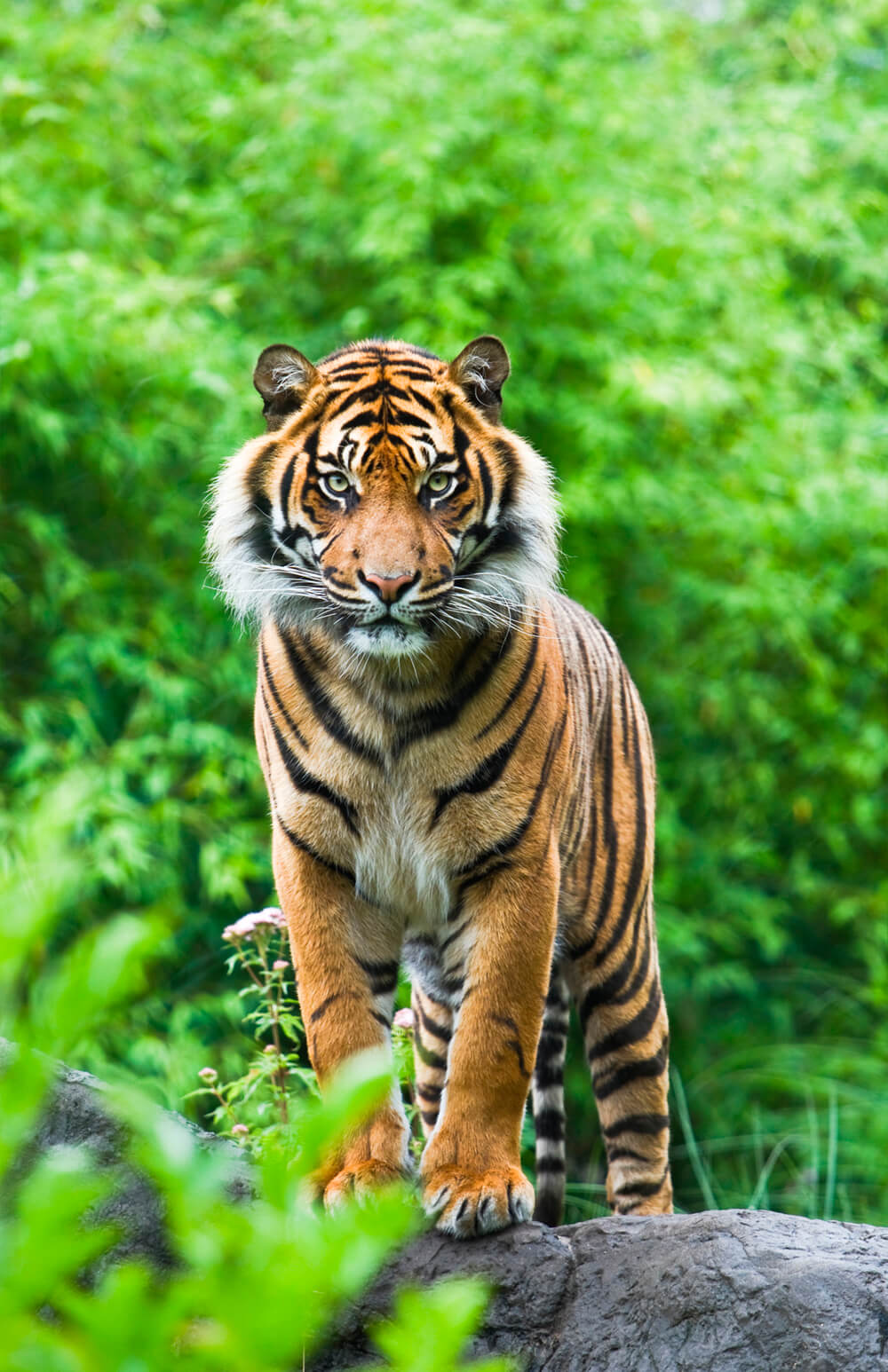 Встреча с тигром (ширина: 2000 мм, высота: 2800 мм, количество полос: 2)