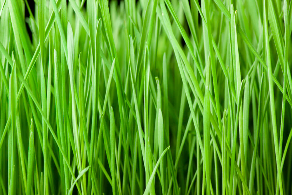 Зеленая трава (ширина: 4000 мм, высота: 2800 мм, количество полос: 4)