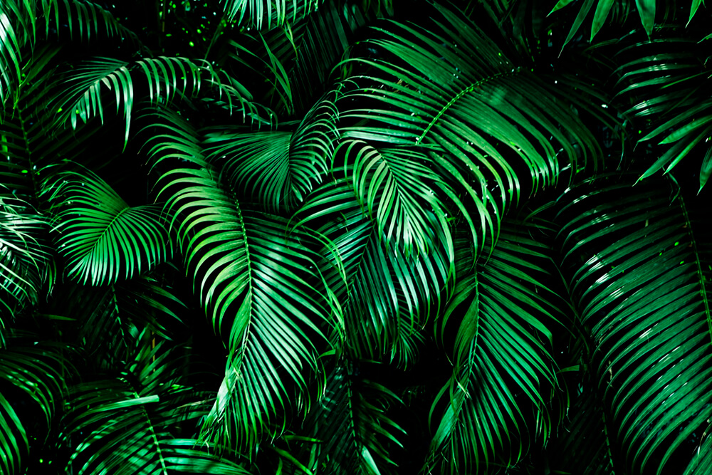 Зелёные тропические листья 2 (ширина: 4000 мм, высота: 2800 мм, количество полос: 4)